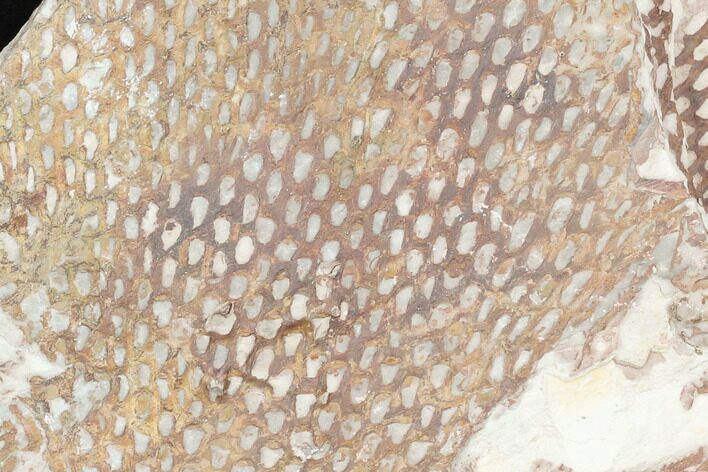 Ordovician Graptolite (Araneograptus) Plate - Morocco #126420